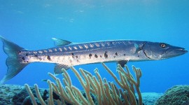 barracuda attack