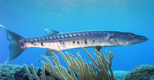 barracuda attack