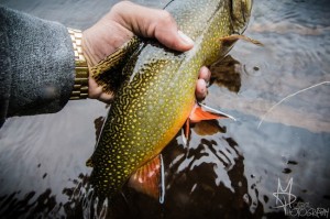 Brook trout