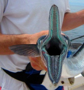 Longtom - needlefish