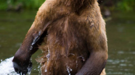 Alaska, No See Um Lodge - Matt Harris, Bear