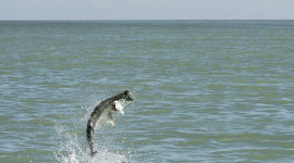 Pine Island Sound, Fort Myers