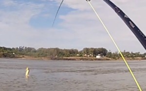 Fishing for Golden Dorado at La Zona, Argentina