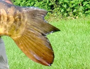 Piece missing from carp's tail