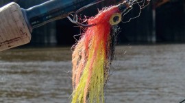 A well used fly for golden dorado