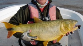 Big golden dorado, La Zona, Argentina Uruguay