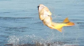 Jumping golden dorado, La Zona, Argentina Uruguay