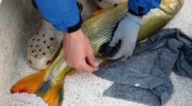 Tagging golden dorado catch and release1