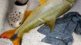 Tagging golden dorado catch and release2