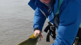 Tagging golden dorado catch and release3