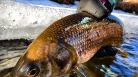 Take better fishing photos