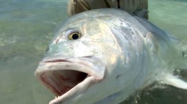 Fly fishing for GT