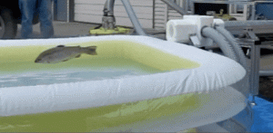 Salmon cannon
