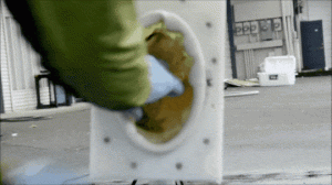 Salmon cannon frozen