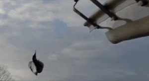 Salmon cannon
