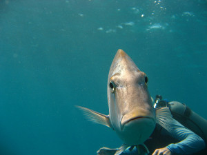 Funny fish photobomb