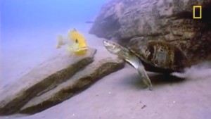 Fish v turtle fight
