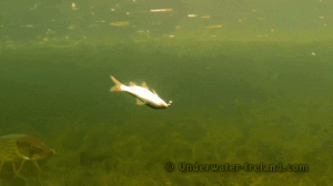 How fast is a pike