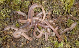 How to catch lob worms