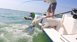 Dog v tarpon on fly