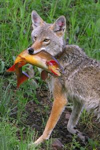 Fox - fishing animals