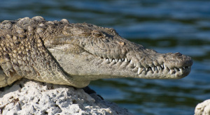 American croc versus shark