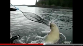 Sealion steals landing net