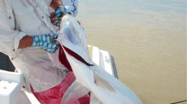 ken-dawes-holding-a-fly-caught-tarpon