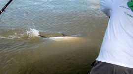 silver-king-lodge-costa-rica-tarpon-fly-fishing