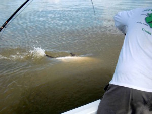 silver-king-lodge-costa-rica-tarpon-fly-fishing
