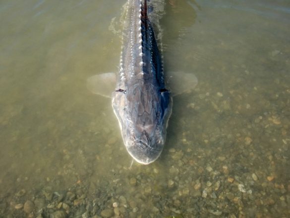 How do you land a Canadian giant sturgeon