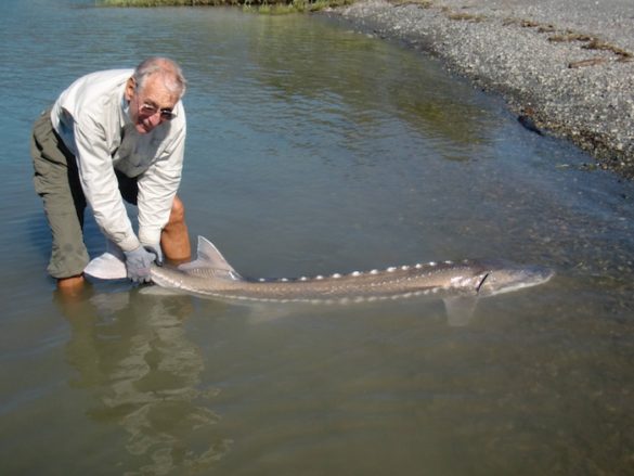 Malcolm with a Canadian Sturgeon