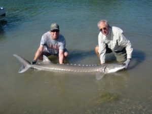 This sturgeon took 90 minutes to land