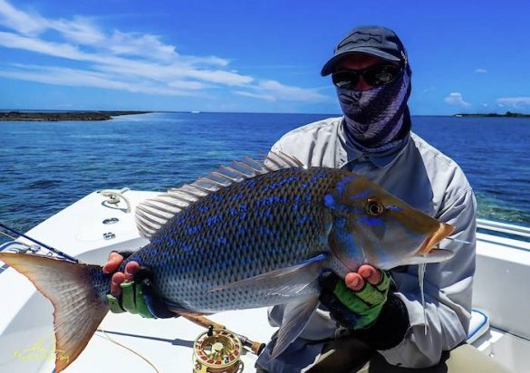 Blue spangled emperor from Farquhar